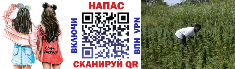 Марихуана сатива  купить  сайты  Хасавюрт 